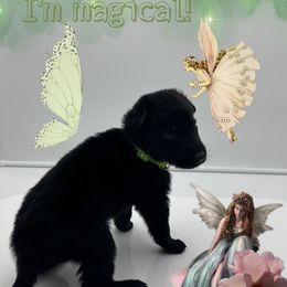 German Shepherd Puppies from Devon Rugerio's German Shepherds