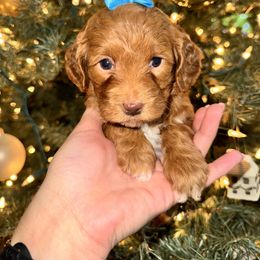 Goldendoodle Puppies from Duck River Goldendoodles