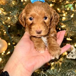 Goldendoodle Puppies from Duck River Goldendoodles