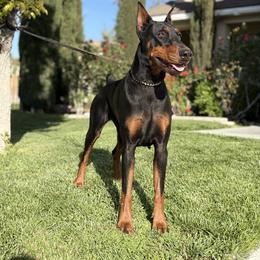 Ruby - Doberman Pinscher
