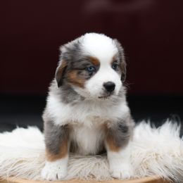 CLOVE - Blue merle male Miniature American Shepherd puppy in Pasco, Washington from ROCK CREEK
