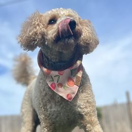 Charlie - Goldendoodle