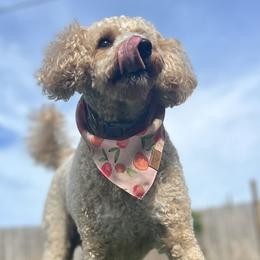 Charlie - Goldendoodle