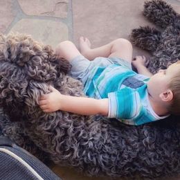 Goldendoodle Puppies from Jody Scully