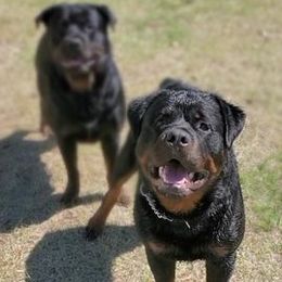 Rottweilers from Panhandle Rottweilers
