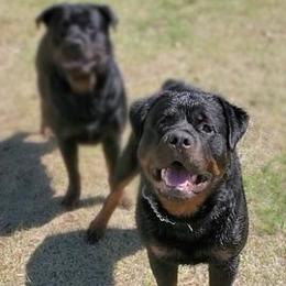 Rottweilers from Panhandle Rottweilers
