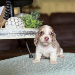 Emmie - Dapple female Dachshund puppy in New Albany, Mississippi from Double A. Doxies