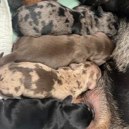 Chocolate dapple - Dapple male Dachshund puppy in Crystal, Michigan from Mare-Bella Smoothcoat Edition