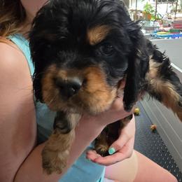 Pink collar, boy - Black white and tan male Cocker Spaniel puppy in South Milwaukee, Wisconsin from South East Wisconsin cocker spaniels