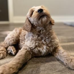 Ghidorah (purple) - Apricot male Goldendoodle puppy in Medina, Ohio from Farmer Doodles