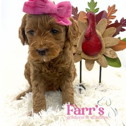 Pink collar - Red  female Goldendoodle puppy in Ohio from Farr’s Goldens and Doodles