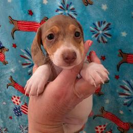 Pie - Dapple female Dachshund puppy in West Plains, Missouri from Spring Creek Dachshunds