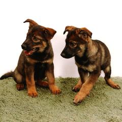 Australian Shepherd and German Shepherd Puppies from Savage K9
