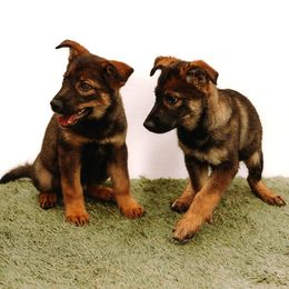 Australian Shepherd and German Shepherd Puppies from Savage K9