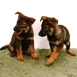 Australian Shepherd and German Shepherd Puppies from Savage K9