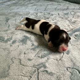 Windy - Black female Dachshund puppy in Wolf Lake, Indiana from Canisteo Dachshunds