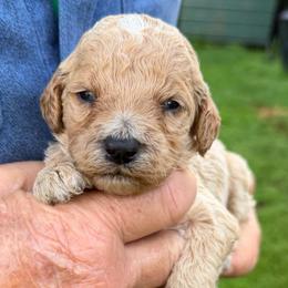 Snickers - Apricot male Poodle puppy in St. Johnsbury, Vermont from Poodles of the Northern Woods