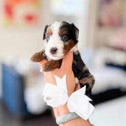 Brick-white - Chocolate merle male Bernedoodle puppy in Ontario, California from Teddy Doodles & Standard Poodles