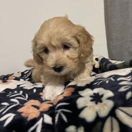 Havanese and Havapoo Puppies from Havanese With Love Breeding Co.
