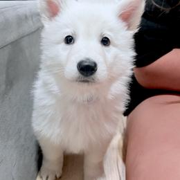 Berger Blanc Suisse Puppies from Moonlight Berger Blanc Suisses