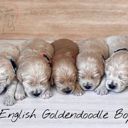 Bernedoodle and Goldendoodle Puppies from BrookeMarie’s Goldendoodle Love