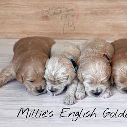 Bernedoodle and Goldendoodle Puppies from BrookeMarie’s Goldendoodle Love