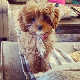 Assorted Doodle Crosses and Cavapoo Puppies from Chalk Creek Cavapoos and Cavapoochons