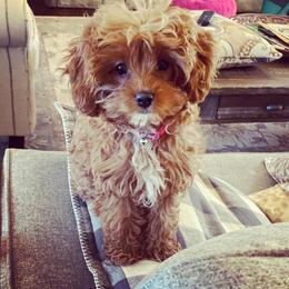Assorted Doodle Crosses and Cavapoo Puppies from Chalk Creek Cavapoos and Cavapoochons