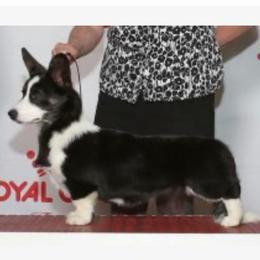 Cleo - Cardigan Welsh Corgi