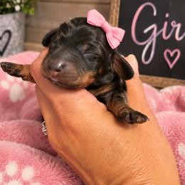 Black and Tan Girl - Black and tan female Dachshund puppy in Michigan from Amberly's Dachshunds