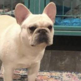 French Bulldogs from Sequoia Ranch