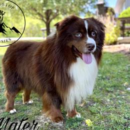 Mater - Miniature Australian Shepherd