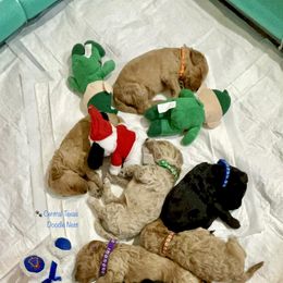Goldendoodle Puppies from Central Texas Doodle Nest Kennel