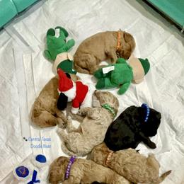 Goldendoodle Puppies from Central Texas Doodle Nest Kennel