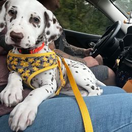Dalmatian Puppies from Louisiana Roux Dalmatians