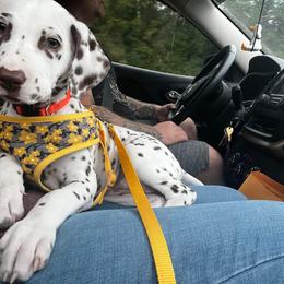 Dalmatian Puppies from Louisiana Roux Dalmatians