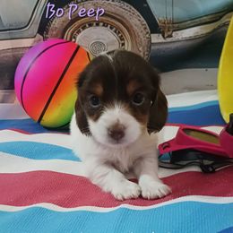 Bo Peep - Piebald female Dachshund puppy in Bernice, Oklahoma from Dachs on the lake