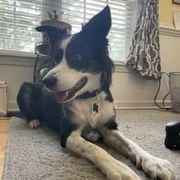Willow - Border Collie