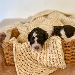 Pearl - Brown and white female Bernedoodle puppy in Inola, Oklahoma from Blue Stem Companions