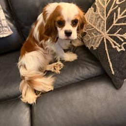 Bently - Cavalier King Charles Spaniel