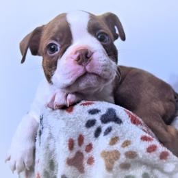 Baby Rivean - Red female Boston Terrier puppy in Kingsport, Tennessee from Sleepwalker Bostons