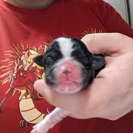 Shih Tzu Puppies from Cisneros Shih-tzu