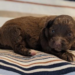 Yellow collar - Fawn female Companion Cross puppy in Tom's Brook, Virginia from rising sun duck tollers