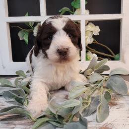 Aussiedoodle and Goldendoodle Puppies from Hunting Creek Kennels