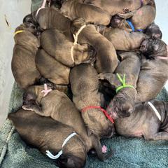 Grey - Reddish brown female Leonberger puppy in Maple Valley, Washington from Tir na nOg Leonbergers