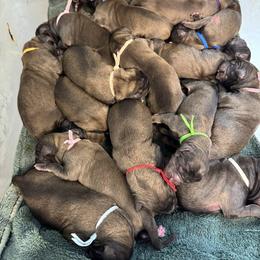 Grey - Reddish brown female Leonberger puppy in Maple Valley, Washington from Tir na nOg Leonbergers