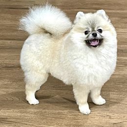 Kaida - Pomeranian