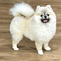 Kaida - Pomeranian