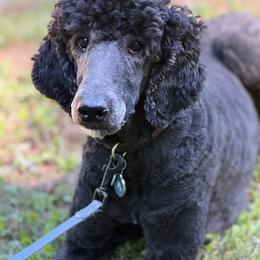 Poodle puppies from Love Tallulah Sheepadoodles LLC