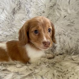 Dachshund Puppies from Welden’s Miniature Dachshunds